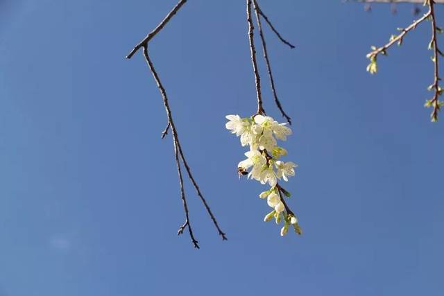 看着看着 忽见一枝"受伤"的枝干 上面的樱花尽数凋零 不知道是人为