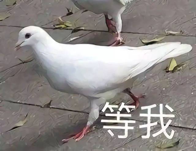 鸽子鸽动物鸟蜗牛640_492花盆内有鸟类图片