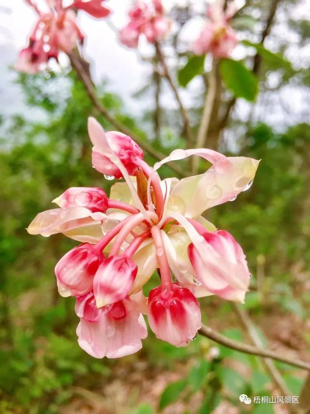 吊钟花,红花荷,棉毛杜鹃…都开了!