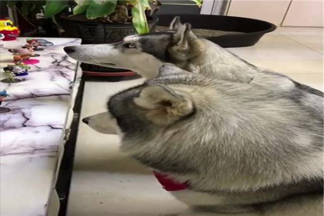 为了防止哈士奇拆家,网友特意录个视频循环播