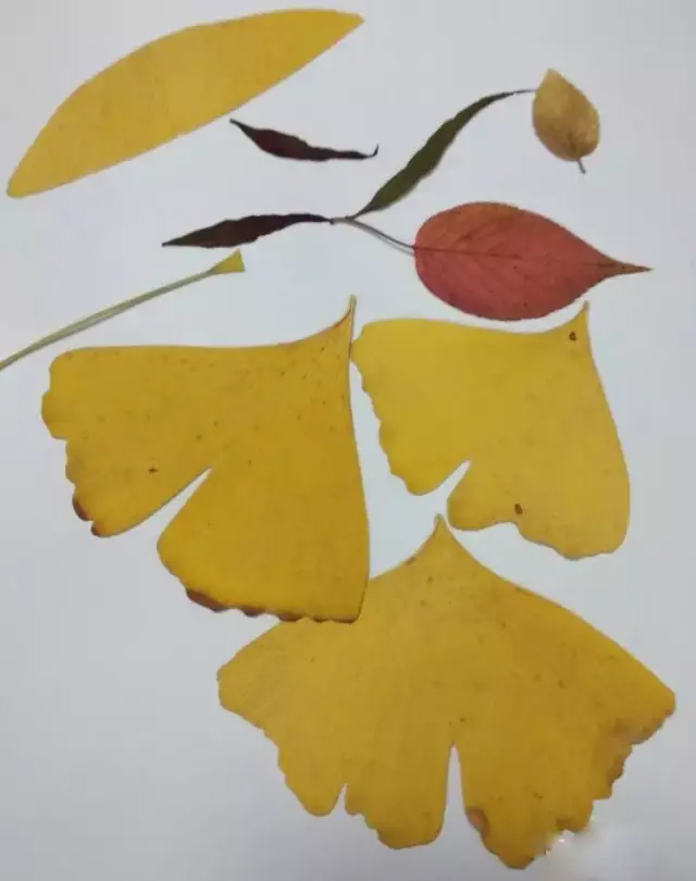 手工课 | 超美的树叶画,孩子也能轻松学会