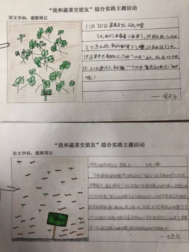 语文——观察日记