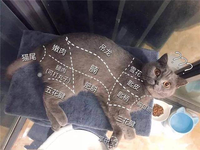 福懋动物医院:猫咪动手打翻电视机,满地狼藉令铲屎官咬牙,而猫咪却