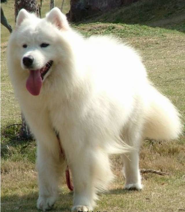 还记得你家萨摩的尴尬期吗,主人都怀疑自己养了只猴!