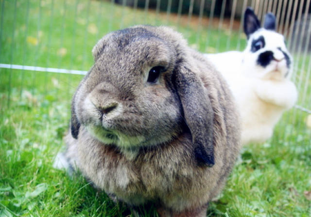 兔子拉黄褐色稀,兔子拉稀怎么办啊求解