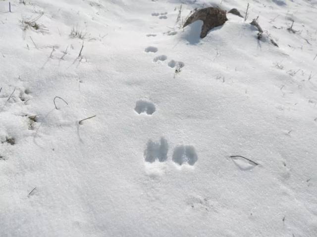 雪地中动物的脚印