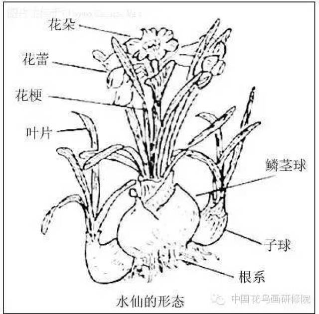 写意水仙花的画法