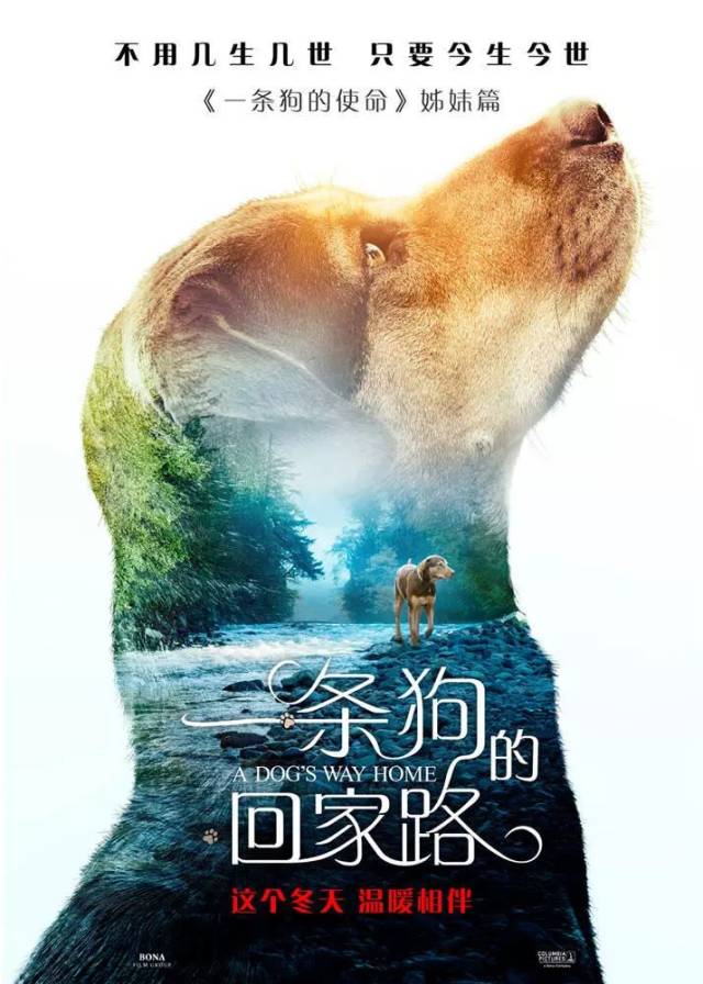 《一条狗的回家路》即使相隔千里,但我从不忘记回到你的身边