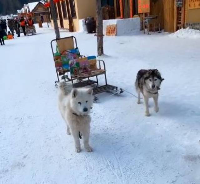 这是一辆在东北很常见的狗拉雪橇车, 两只瘦弱的狗子在冰天雪地里