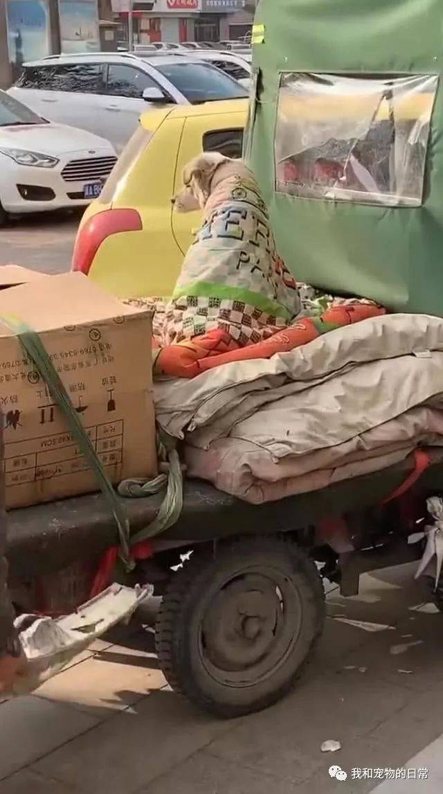 狗狗身披棉被包裹严实坐在三轮车后面,得知原因很暖心!