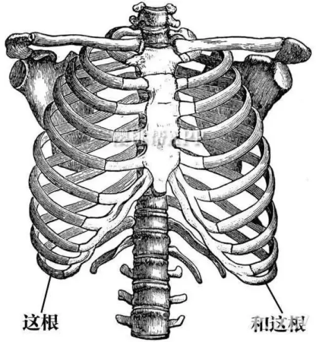 胸椎相连,前端1-7肋借肋软骨与胸骨相连,8-10肋借肋软骨与上端肋骨