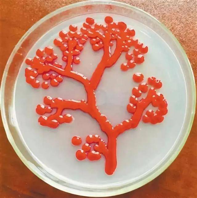 利用微生物作画?细菌们表示很忧伤!