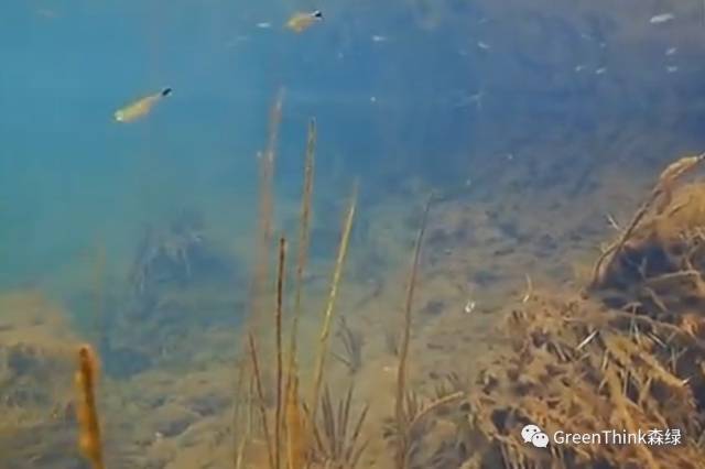 水族爱好者天堂,亚马逊水下摄影合集!