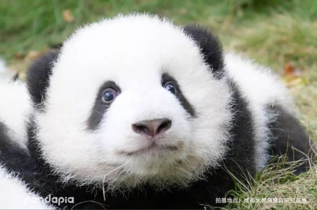 所以大家还不赶快上 pandapia.