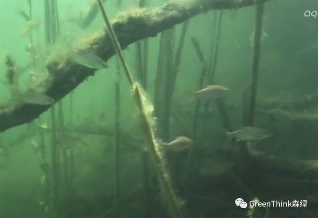 水族爱好者天堂,亚马逊水下摄影合集!