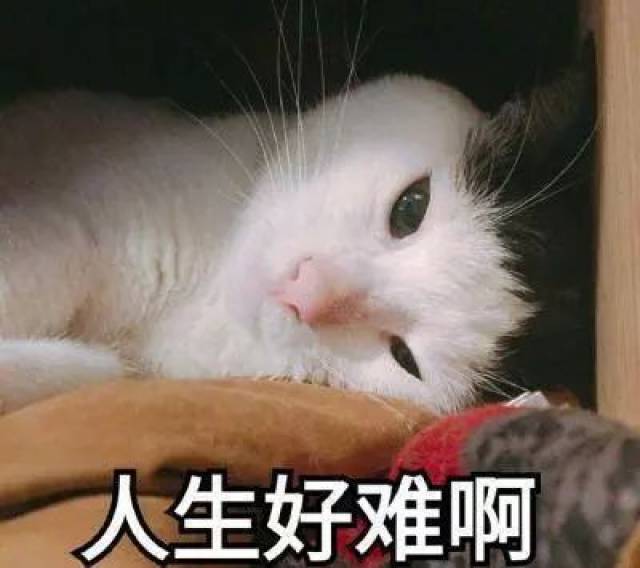 cc45c38fbd3646868e913efbe0ddc608.jpeg