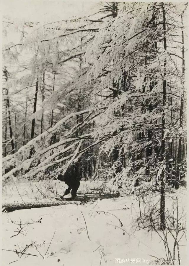 出版,位于牙克石境内的大兴安岭,白雪皑皑,高大的落叶松屹立在雪地中