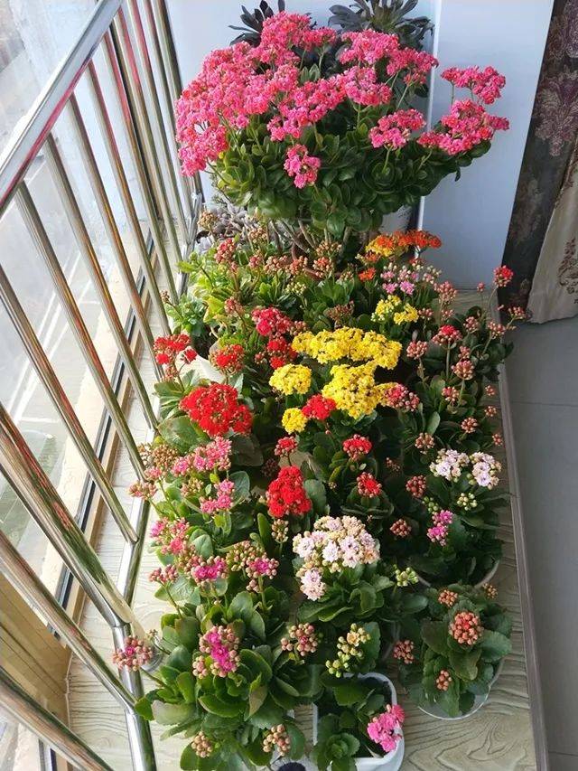 特点:耐旱耐寒,爱开花,易扦插.