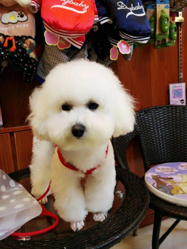 原创比熊犬尴尬期马上就结束了,只是眼睛周围的泪痕有些不好看