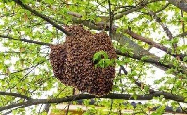 为何野外抓回来的蜜蜂,放置到蜂箱里会三番五次想逃跑