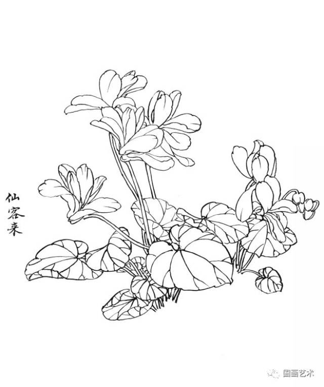 白描花卉图谱选页欣赏(4)