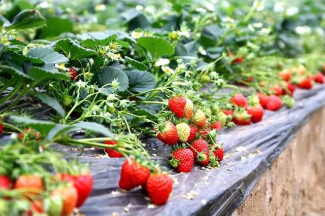 今年的温室大棚内,还特别引入 香蕉牛奶口味的草莓,这可是在其他草莓