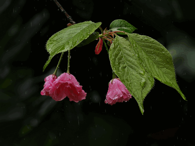杜牧的这首诗没有一个雨字,却写尽雨夜之思