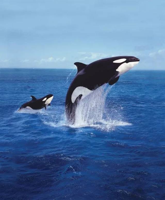 囚禁100个“孩子”后卖给中国?全球最残忍监狱仍在营业:今夜,