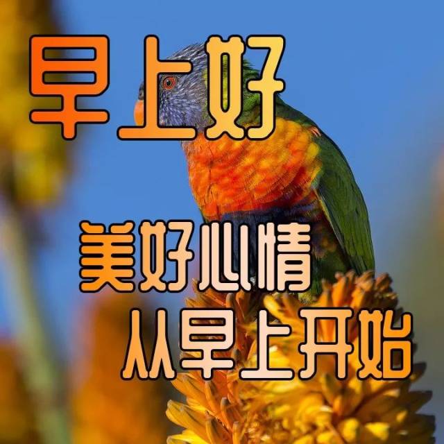 早晨好动图表情2019 微信早晨好问候语图片大全