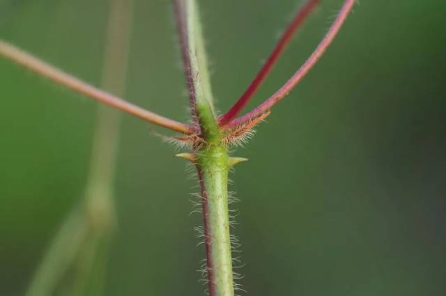 茎上的钩刺和刺毛 含羞草在整个热带地区都被视为" 恶性杂草",它肆无