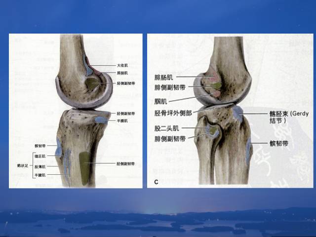 3d膝关节动态解剖视频