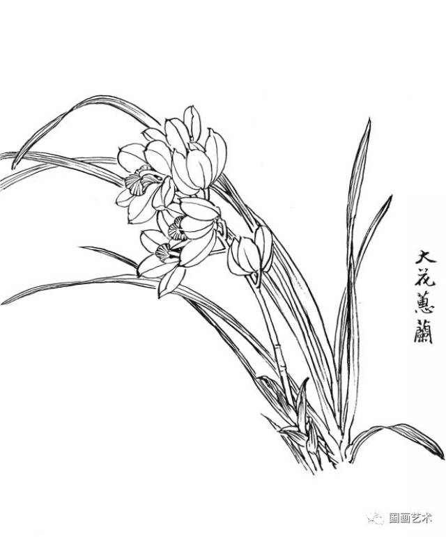 白描花卉图谱选页欣赏(4)