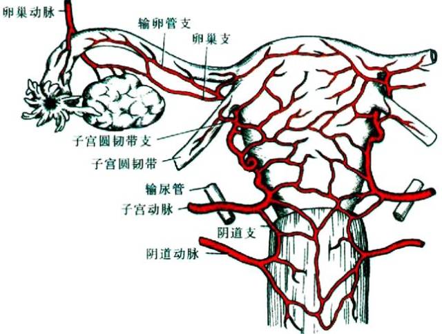 盆腔血管结扎术