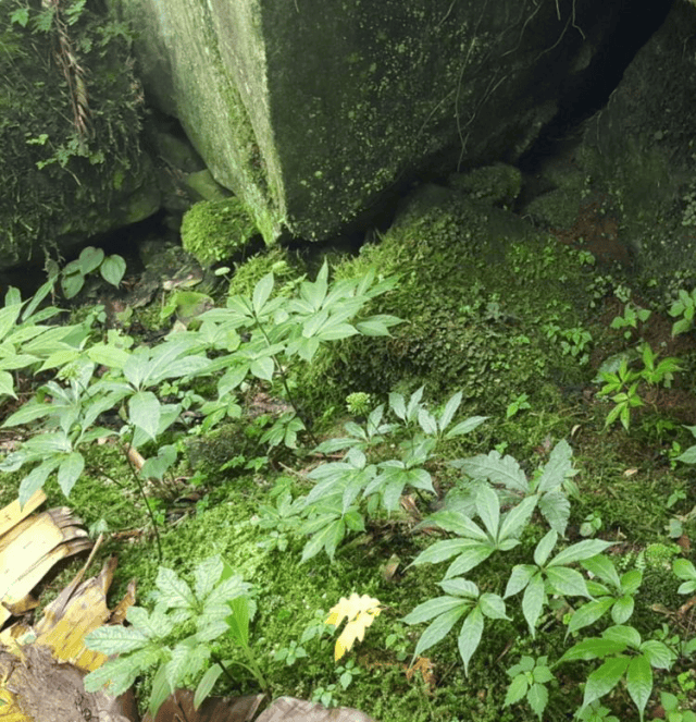 你知道吗,种植模式不同黑人参叫法也不同