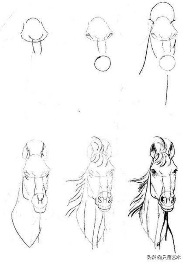 马怎么画,几张图教你学会画马