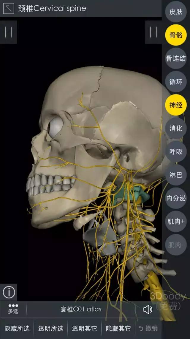 颈部神经系统