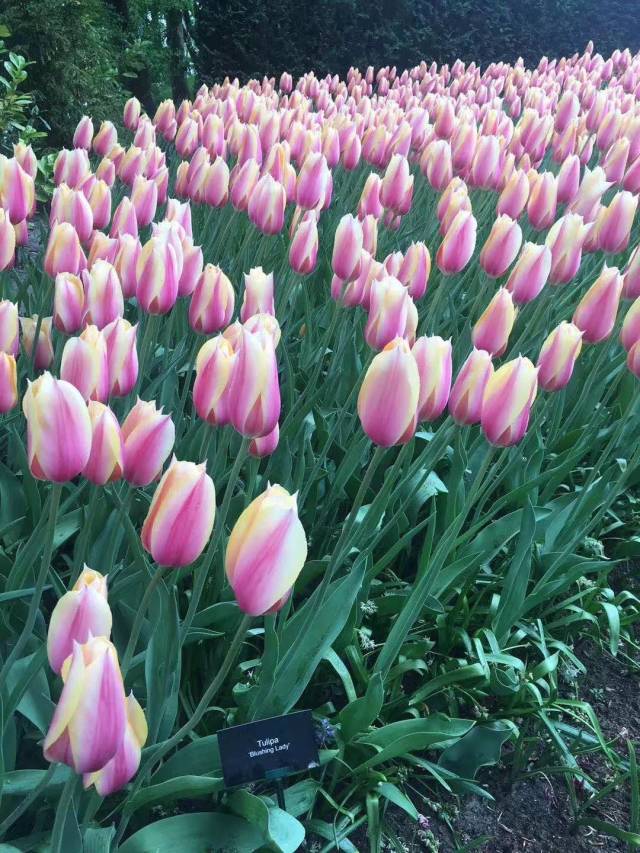 蔓萝溋溋花丛间 | 世界最美鲜花农场女主人,坐拥8000㎡花田,一家四口