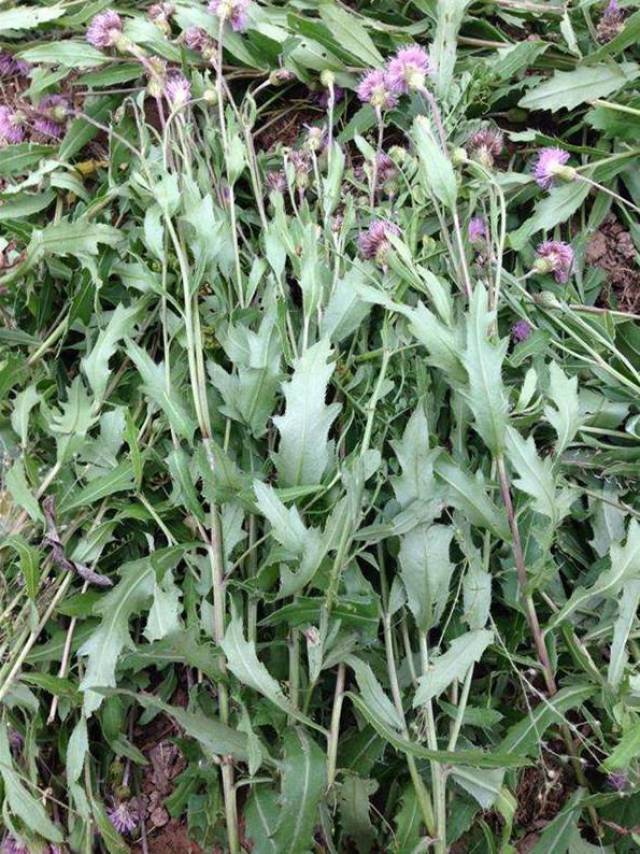 这种野菜很常见,被称为野生"云南白药,既杀菌还能消炎