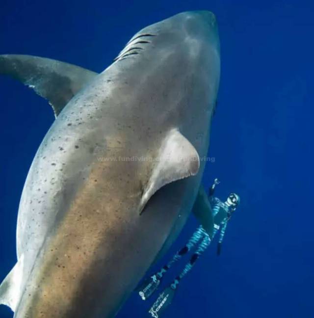 夏威夷拍到世界上最大的大白鲨"深蓝"