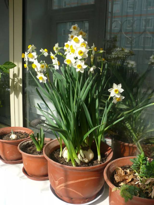 孤芳自赏水仙花,无需特别关照也能年年开花繁殖的奥秘