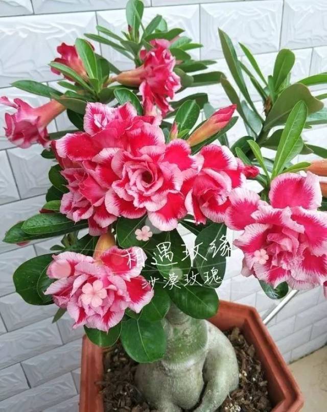 这花长得丑,却是吉祥之物,养人又镇宅!