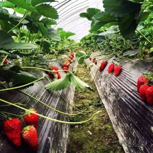浍南村的草莓 自1979年引种试种成功到现在 从最初的露天栽植到专业化