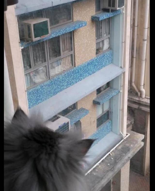 猫最近总喜欢趴在窗台上往外看,主人一瞧才发