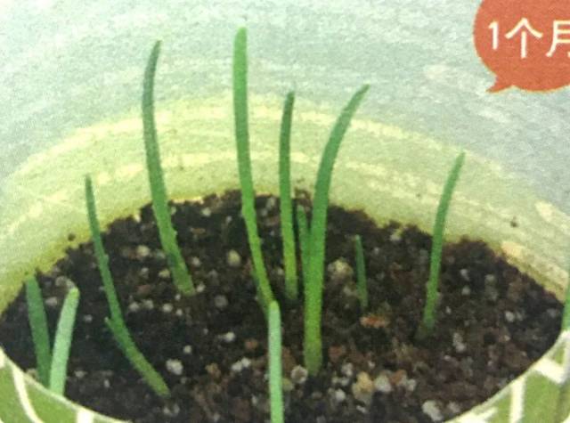 孤芳自赏水仙花,无需特别关照也能年年开花繁殖的奥秘