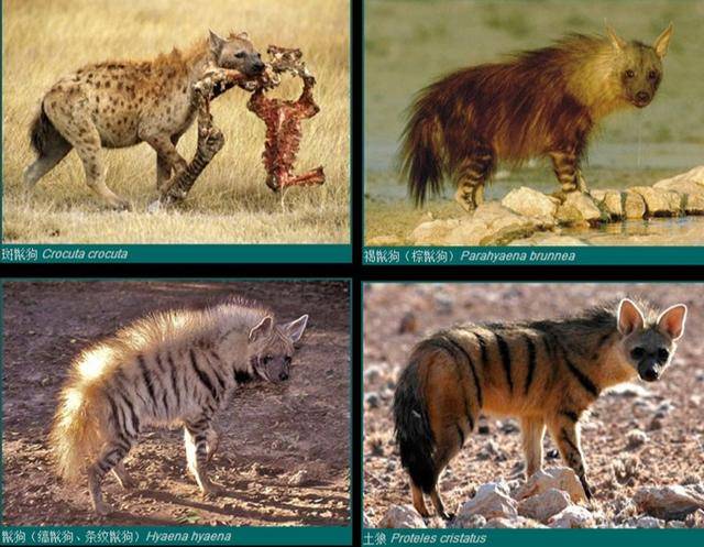 鬣狗属犬科还是猫科?其实它很另类,我国曾有最大鬣狗,比老虎大