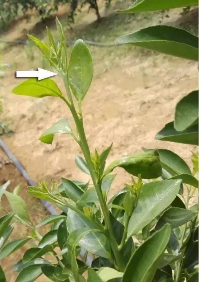 柑橘10大整形修剪手段:短截回缩,摘心抹芽,疏剪,拉枝扭稍