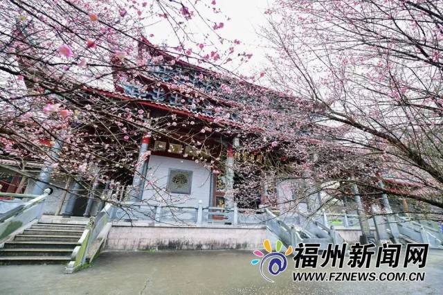 数百株的梅花遍布禅寺内外 每年春节前 这座位于北峰山区的千年古刹