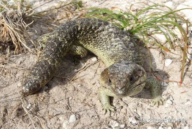 鲨鱼湾松果蜥 shark bay shingleback,tiliqua rugosa palarra