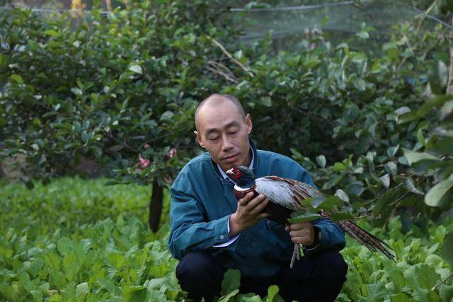 铁佛观山坪野鸡哥和他的野鸡