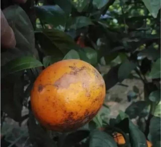 沃柑出现了花皮果,到底应该怎么防治?_手机搜狐网